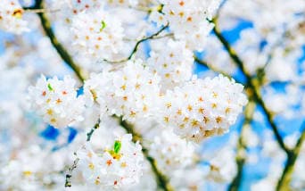 Bahar Mevsiminde Türkiye’de Yapılacak En Keyifli Festivaller